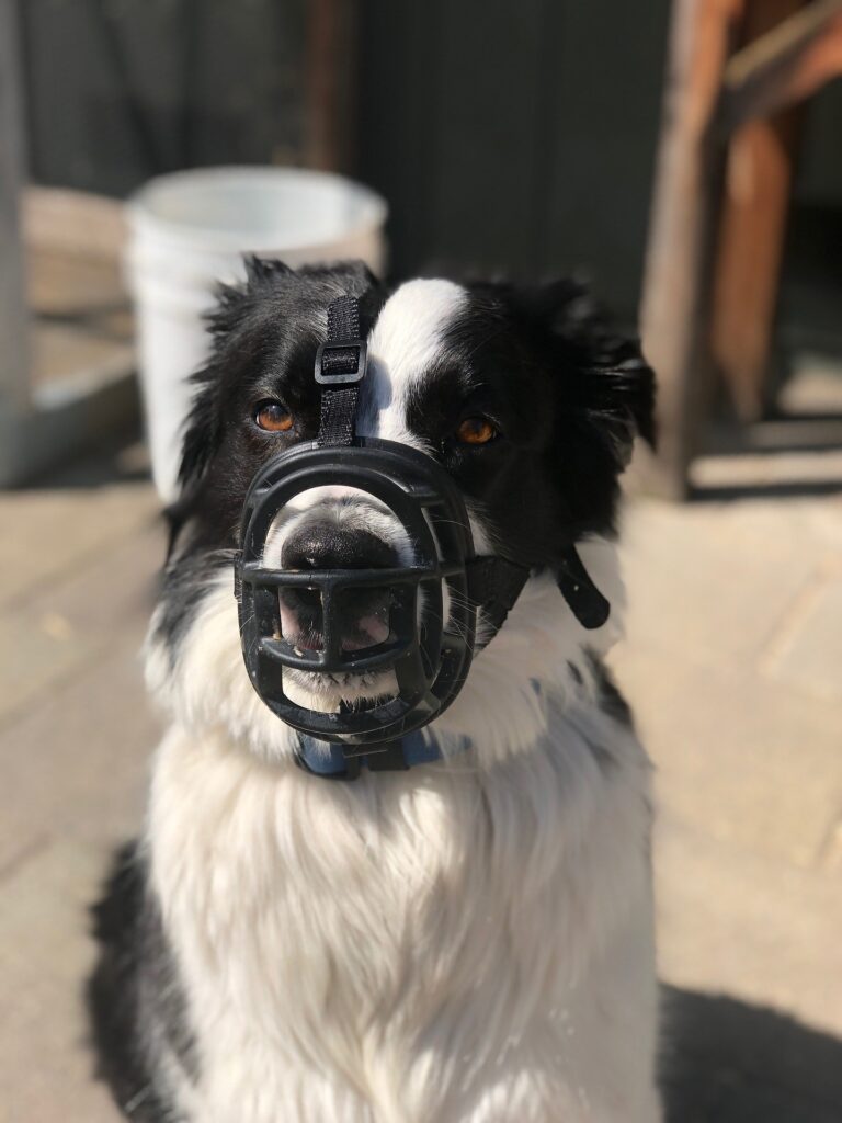 can a dog eat with a muzzle on