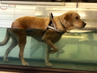 Boris using the underwater treadmill