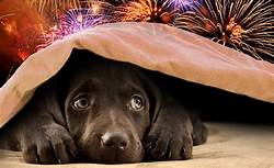 dogs and fireworks image